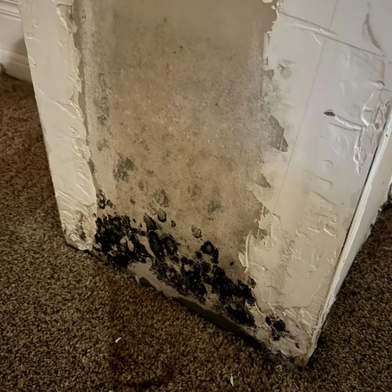 Professional Mold Removal in Pocasset, MA